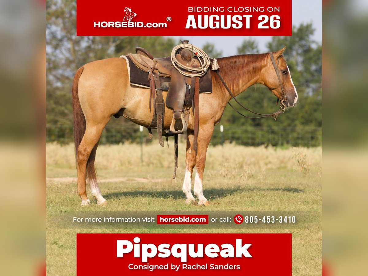 Quarter horse américain Hongre 10 Ans 142 cm Alezan dun in Collinsville