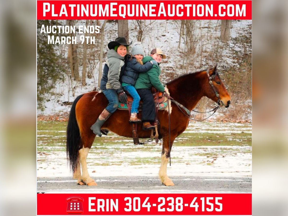 Quarter horse américain Hongre 10 Ans 142 cm Bai cerise in Flemingsburg KY