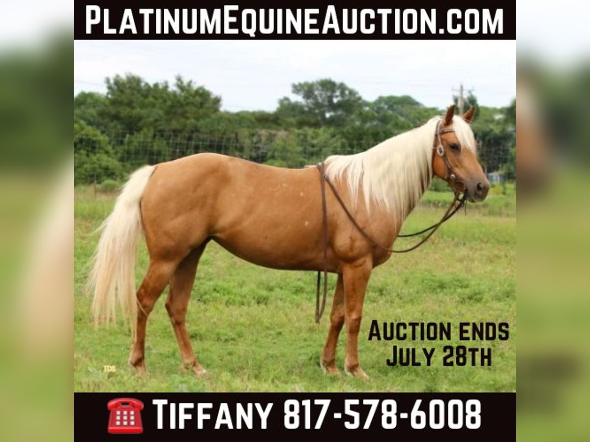 Quarter horse américain Hongre 10 Ans 142 cm Palomino in Stephenville TX