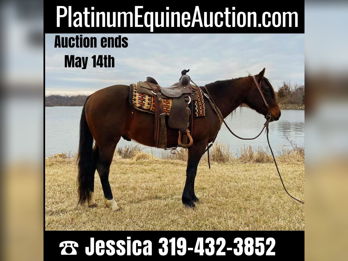 Quarter horse américain Hongre 10 Ans 145 cm Bai cerise in Van Horne IA