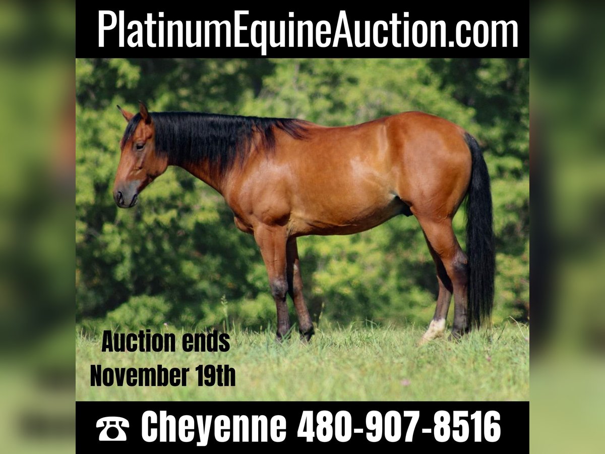 Quarter horse américain Hongre 10 Ans 147 cm Bai cerise in Stephenville Tx