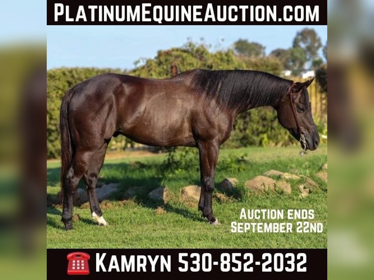 Quarter horse américain Hongre 10 Ans 147 cm Noir in Pleasant Grove CA