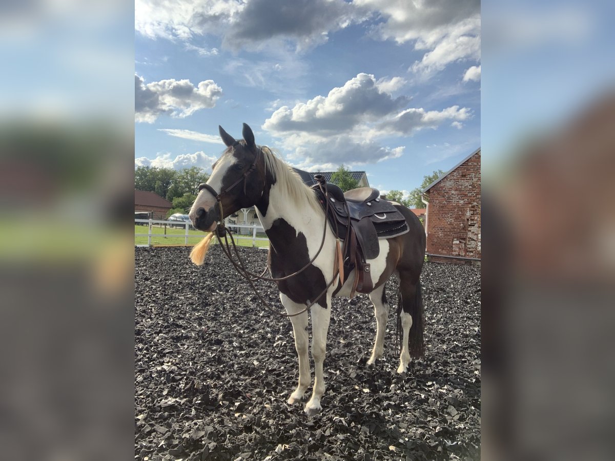 Quarter horse américain Croisé Hongre 10 Ans 147 cm Pinto in Spremberg