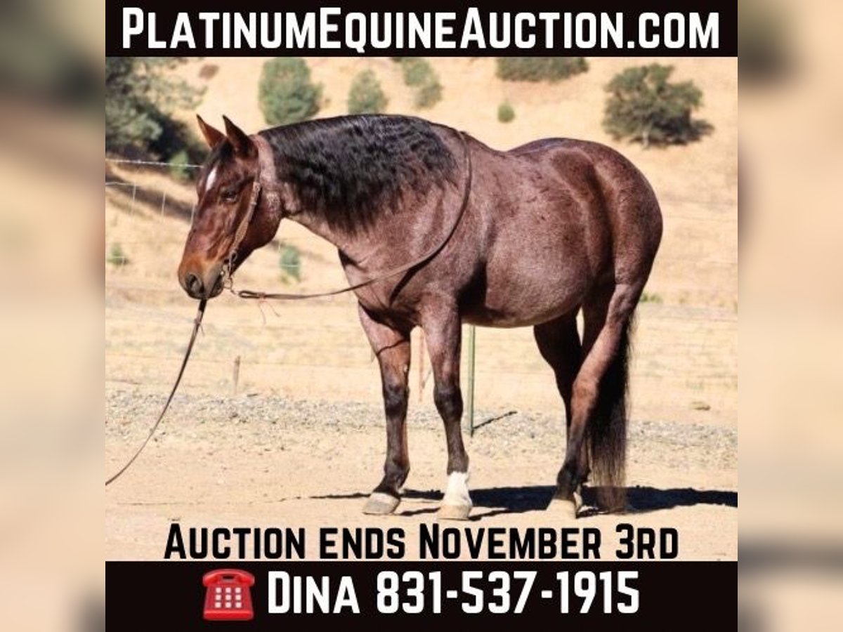 Quarter horse américain Hongre 10 Ans 147 cm Rouan Rouge in Paicines CA