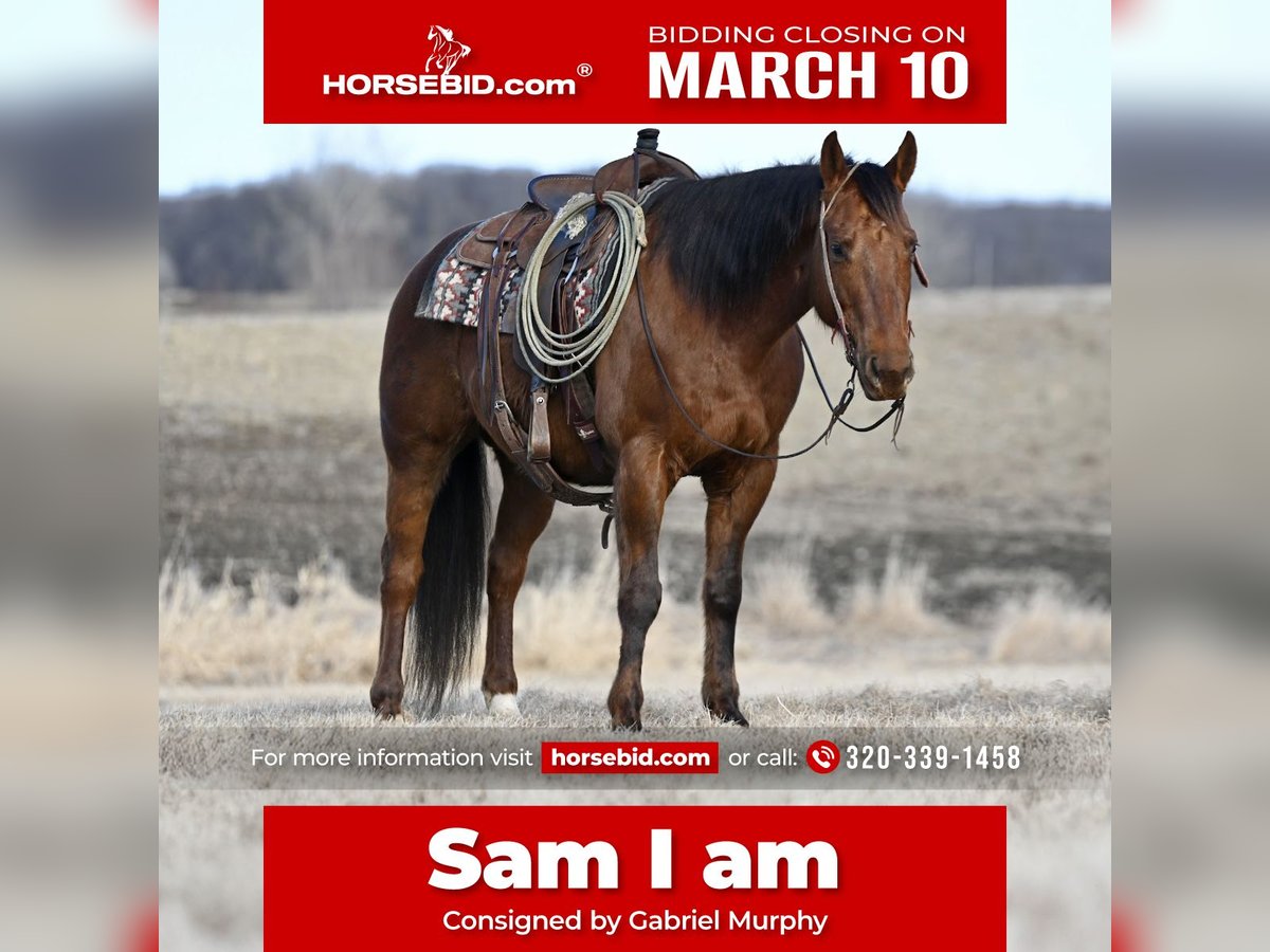 Quarter horse américain Hongre 10 Ans 150 cm Alezan brûlé in Cannon Falls, MN