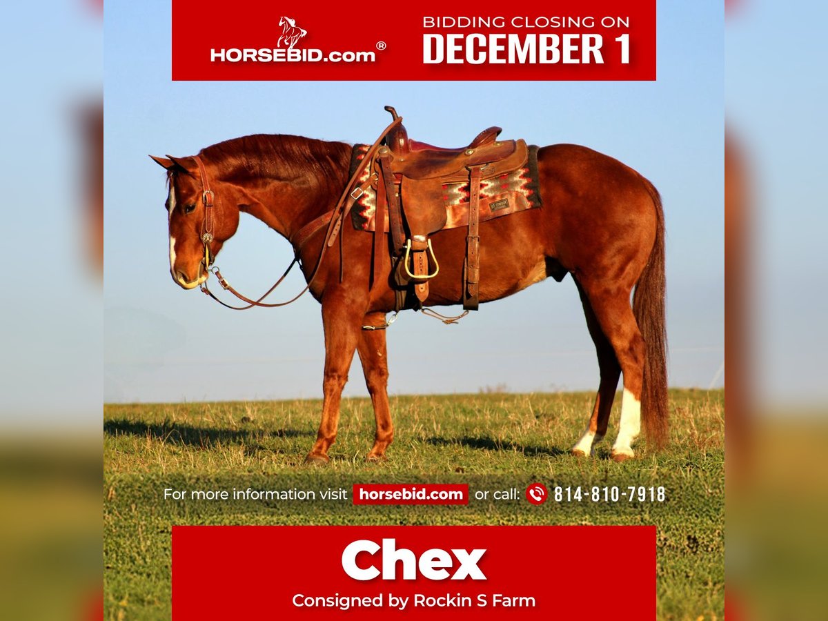 Quarter horse américain Hongre 10 Ans 150 cm Alezan cuivré in Rebersburg