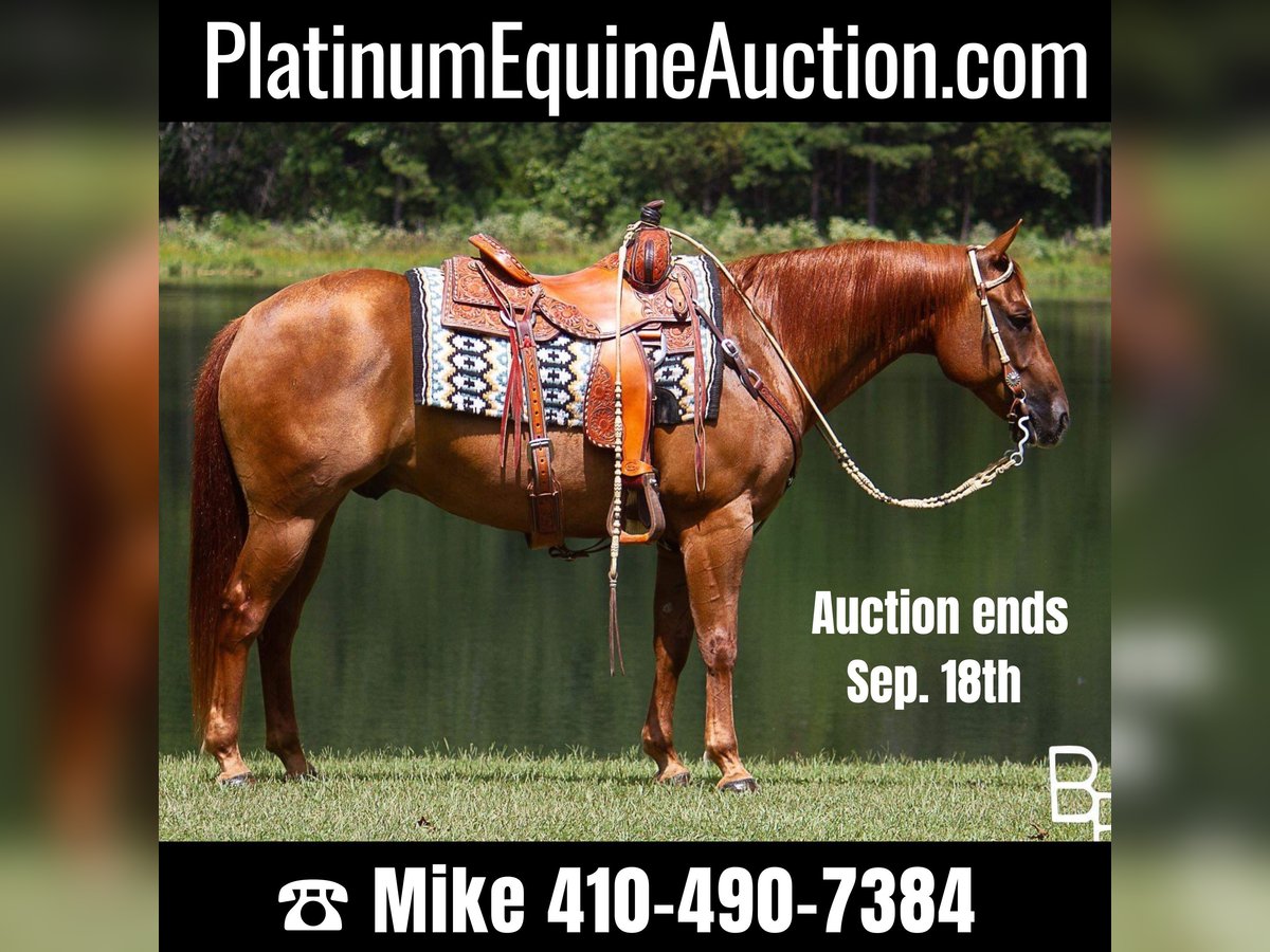 Quarter horse américain Hongre 10 Ans 150 cm Alezan cuivré in Moutain grove MO