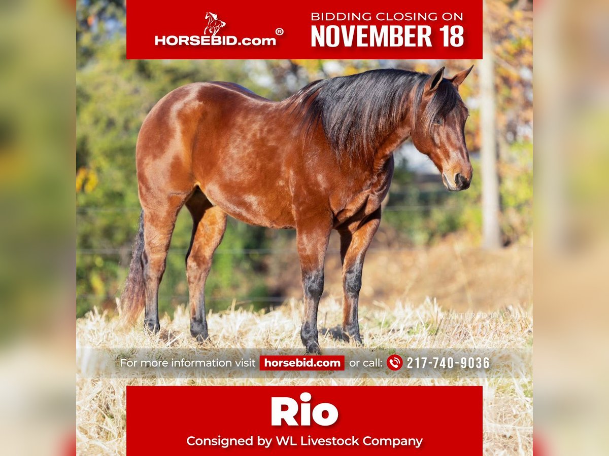 Quarter horse américain Hongre 10 Ans 150 cm Bai cerise in La Grange, MO