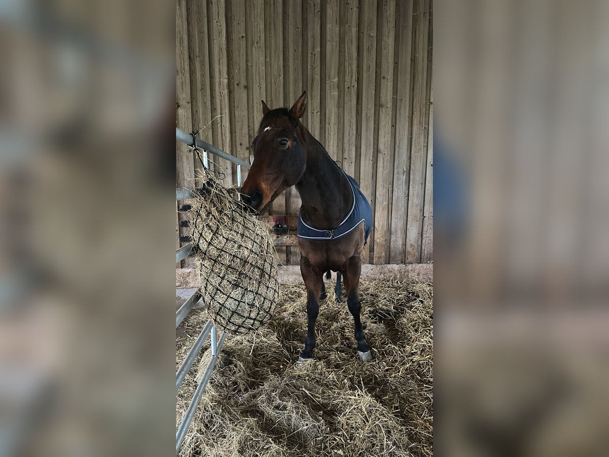 Quarter horse américain Hongre 10 Ans 150 cm Bai in Ilfeld