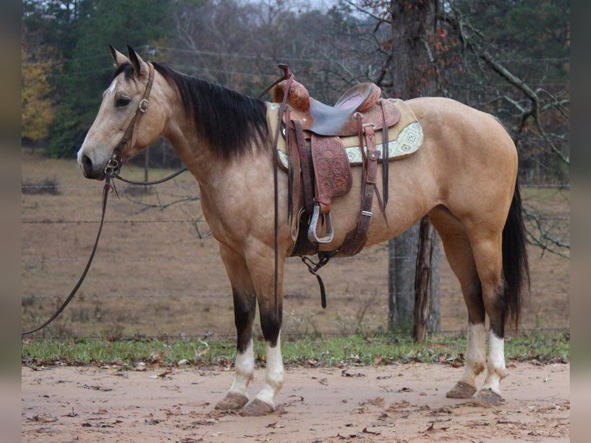 Quarter horse américain Hongre 10 Ans 150 cm Buckskin in Rusk TX