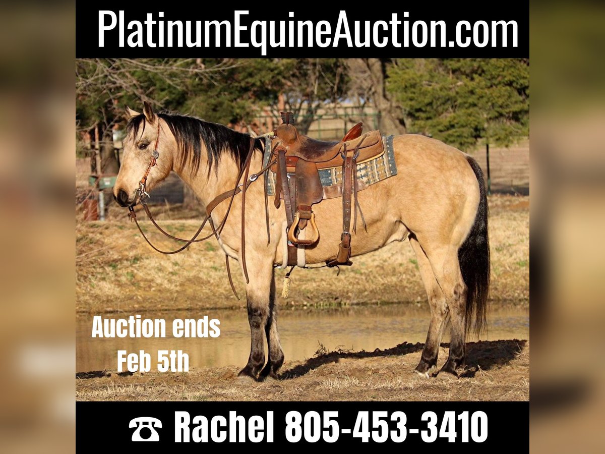 Quarter horse américain Hongre 10 Ans 150 cm Buckskin in Fort Worth TX