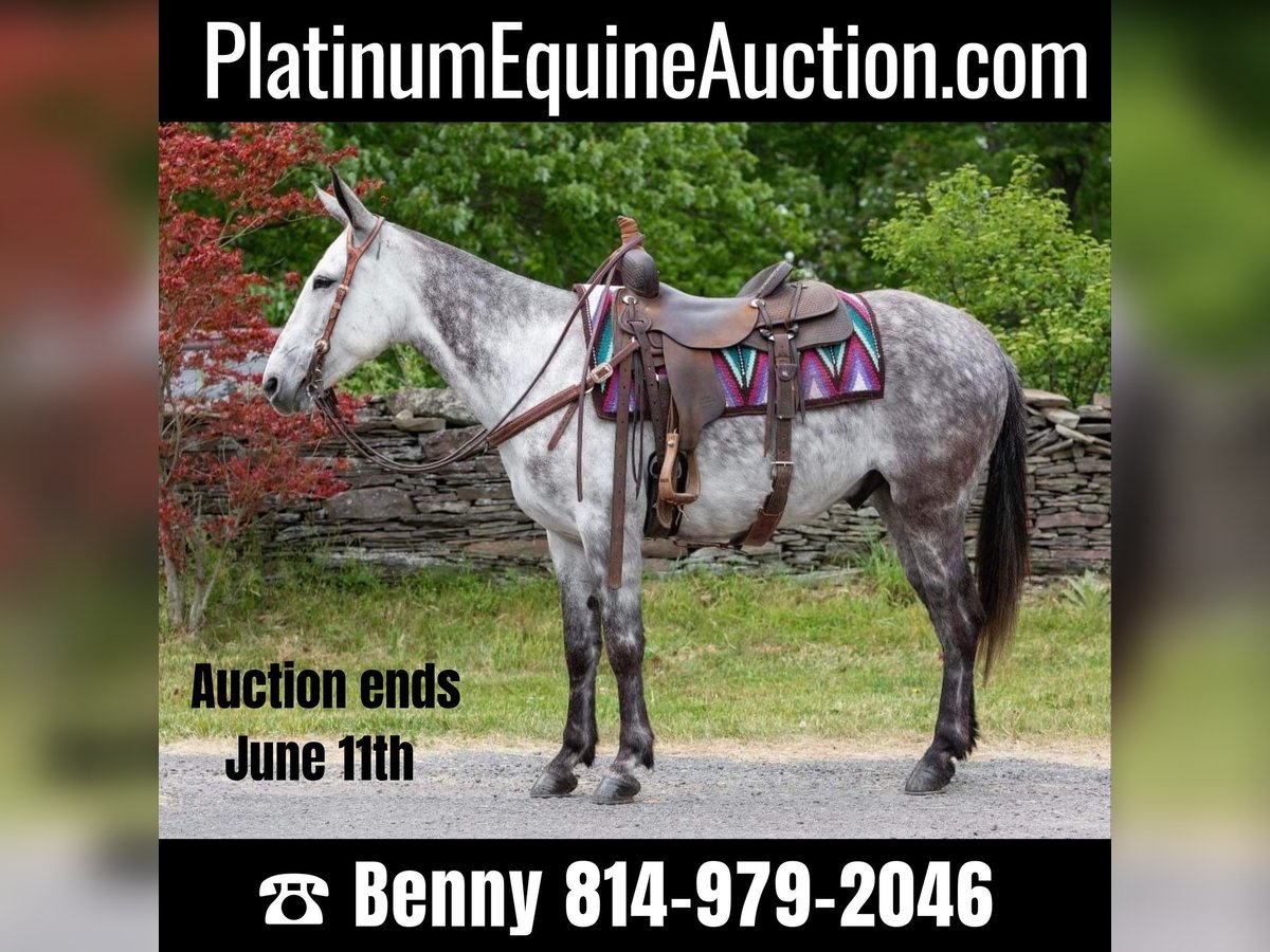 Quarter horse américain Hongre 10 Ans 150 cm Gris pommelé in Everett PA