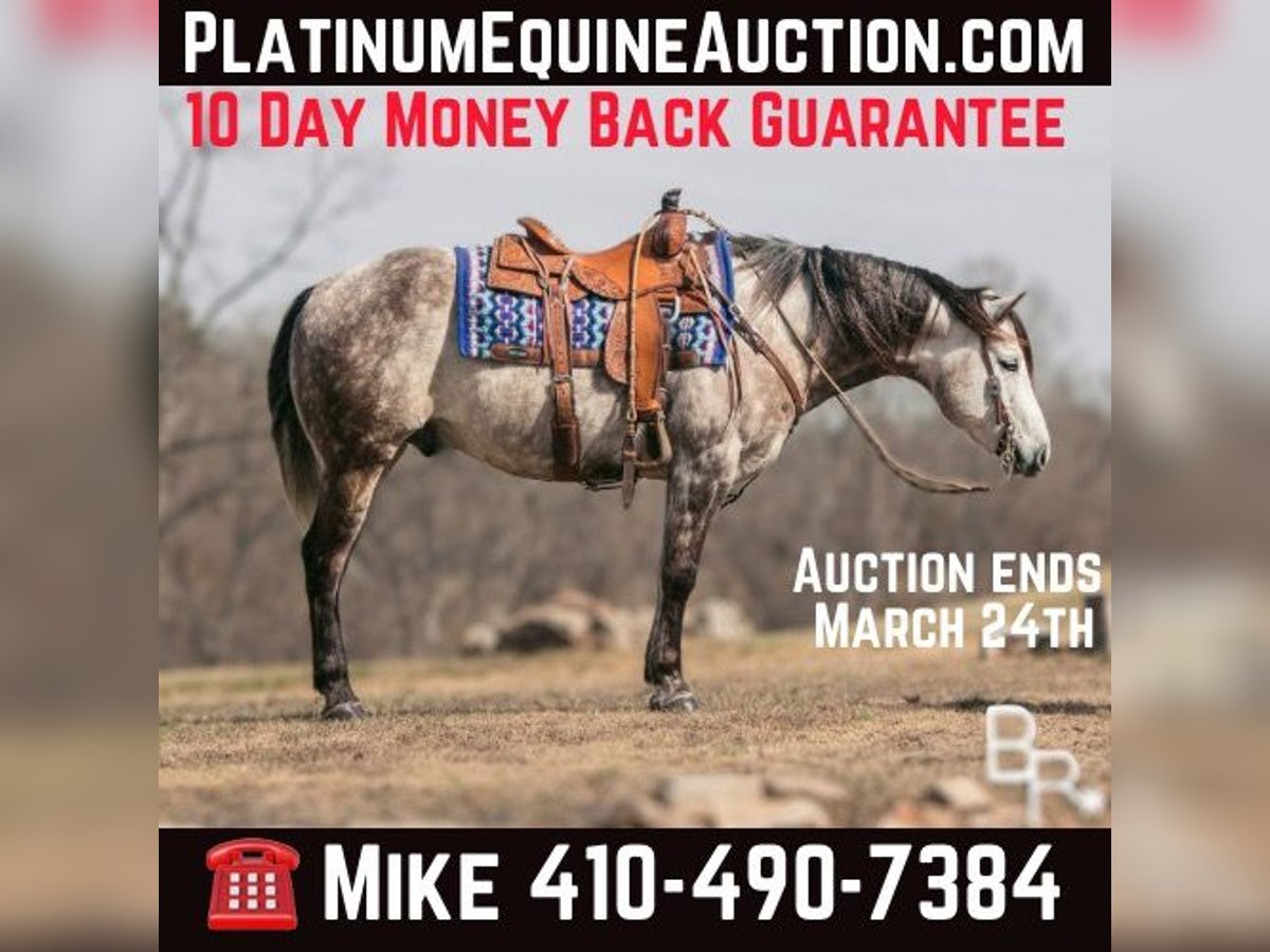 Quarter horse américain Hongre 10 Ans 150 cm Gris pommelé in Mountain Grove MO