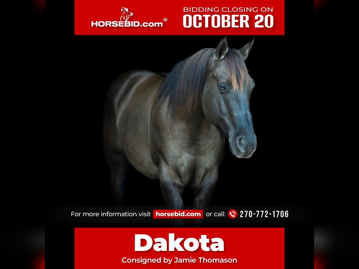 Quarter horse américain Hongre 10 Ans 150 cm Grullo in Auburn