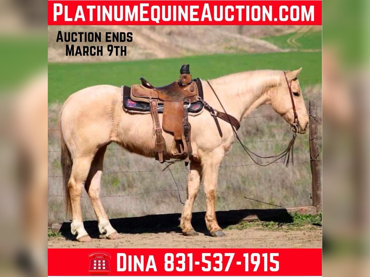 Quarter horse américain Hongre 10 Ans 150 cm Palomino in Bitterwater CA