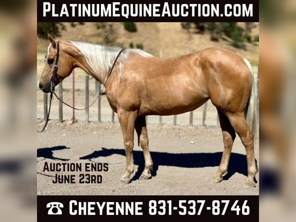 Quarter horse américain Hongre 10 Ans 150 cm Palomino in Bitterwater CA