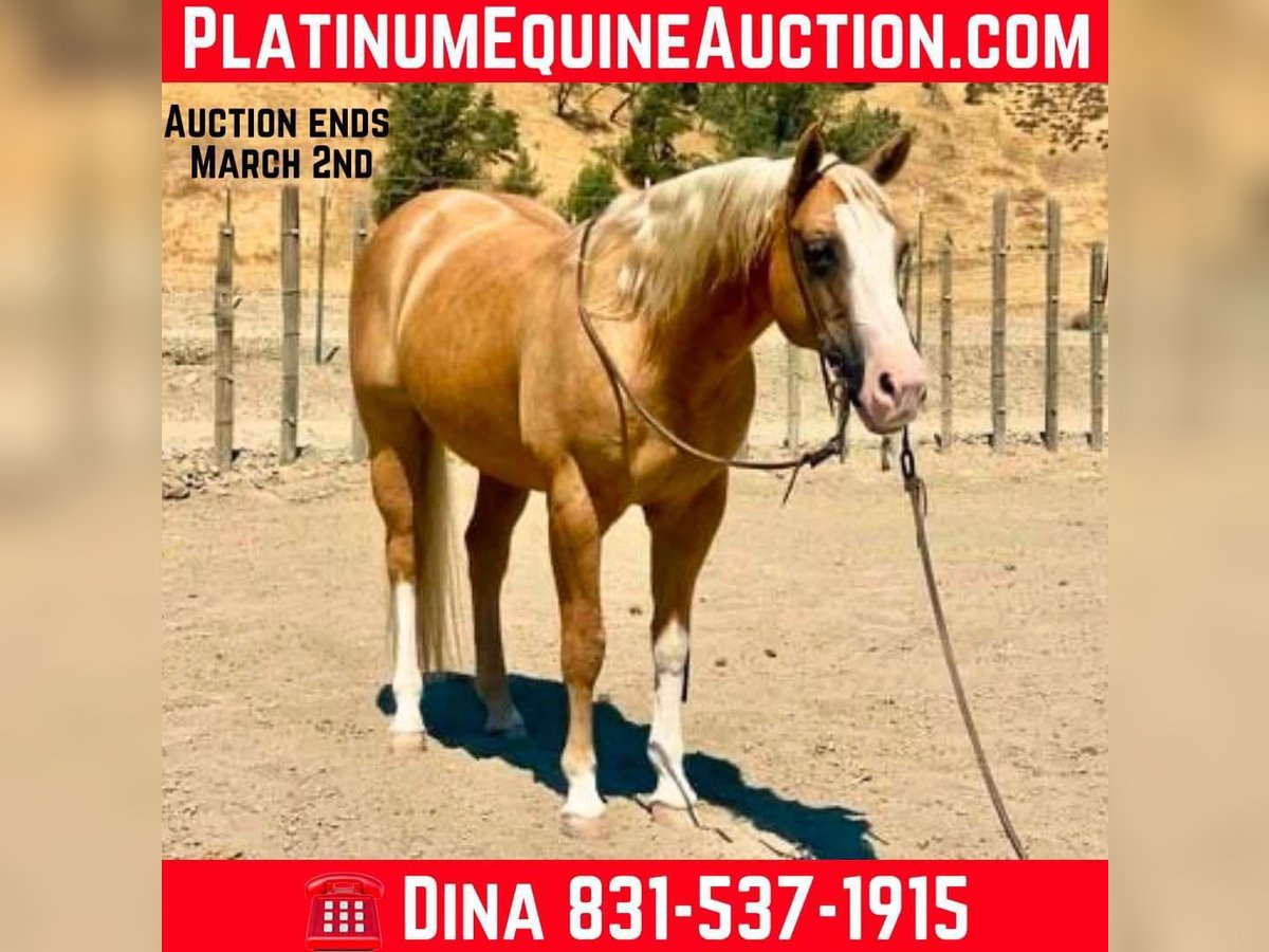 Quarter horse américain Hongre 10 Ans 150 cm Palomino in Paicines CA