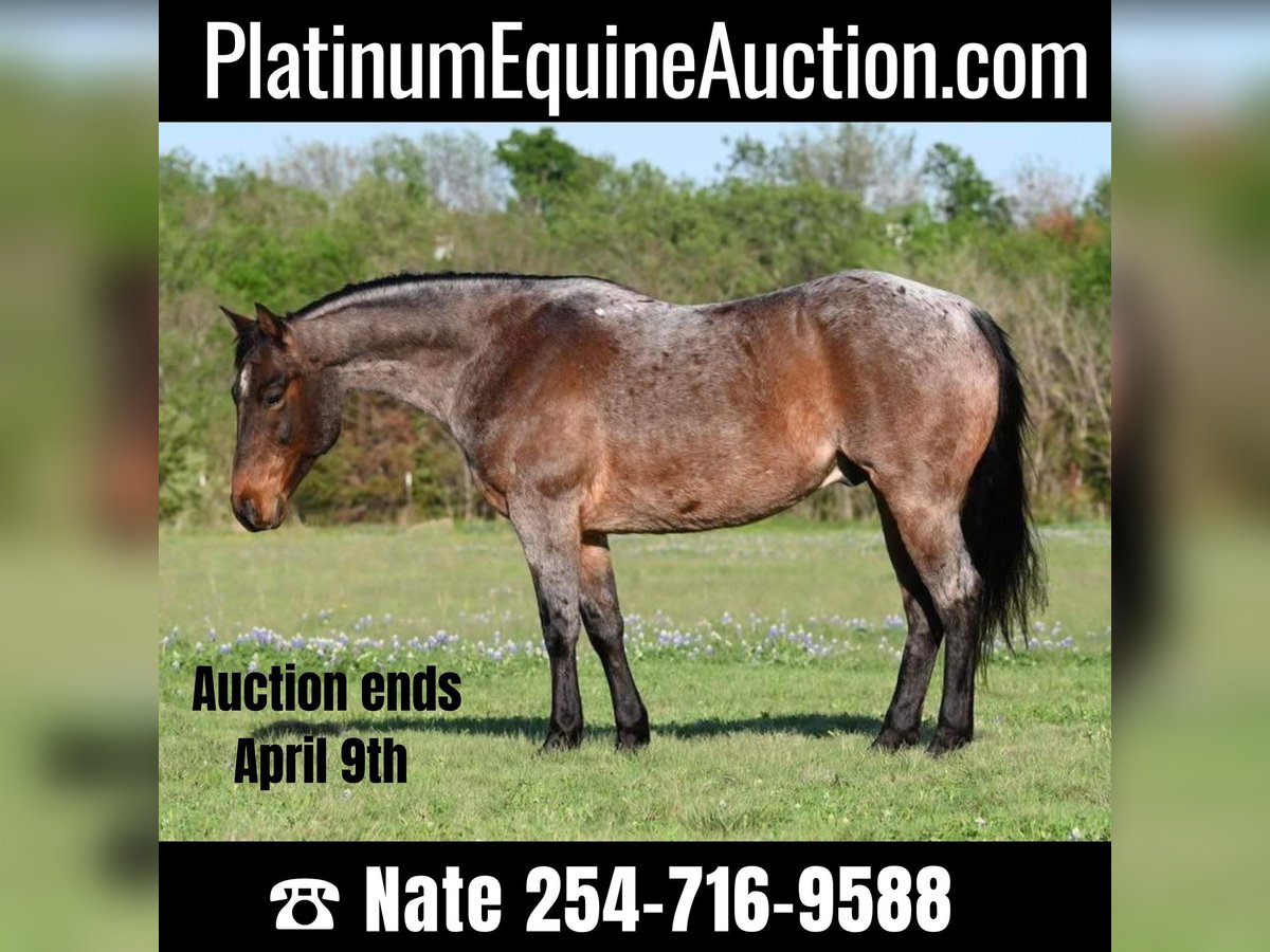 Quarter horse américain Hongre 10 Ans 150 cm Roan-Bay in Waco TX