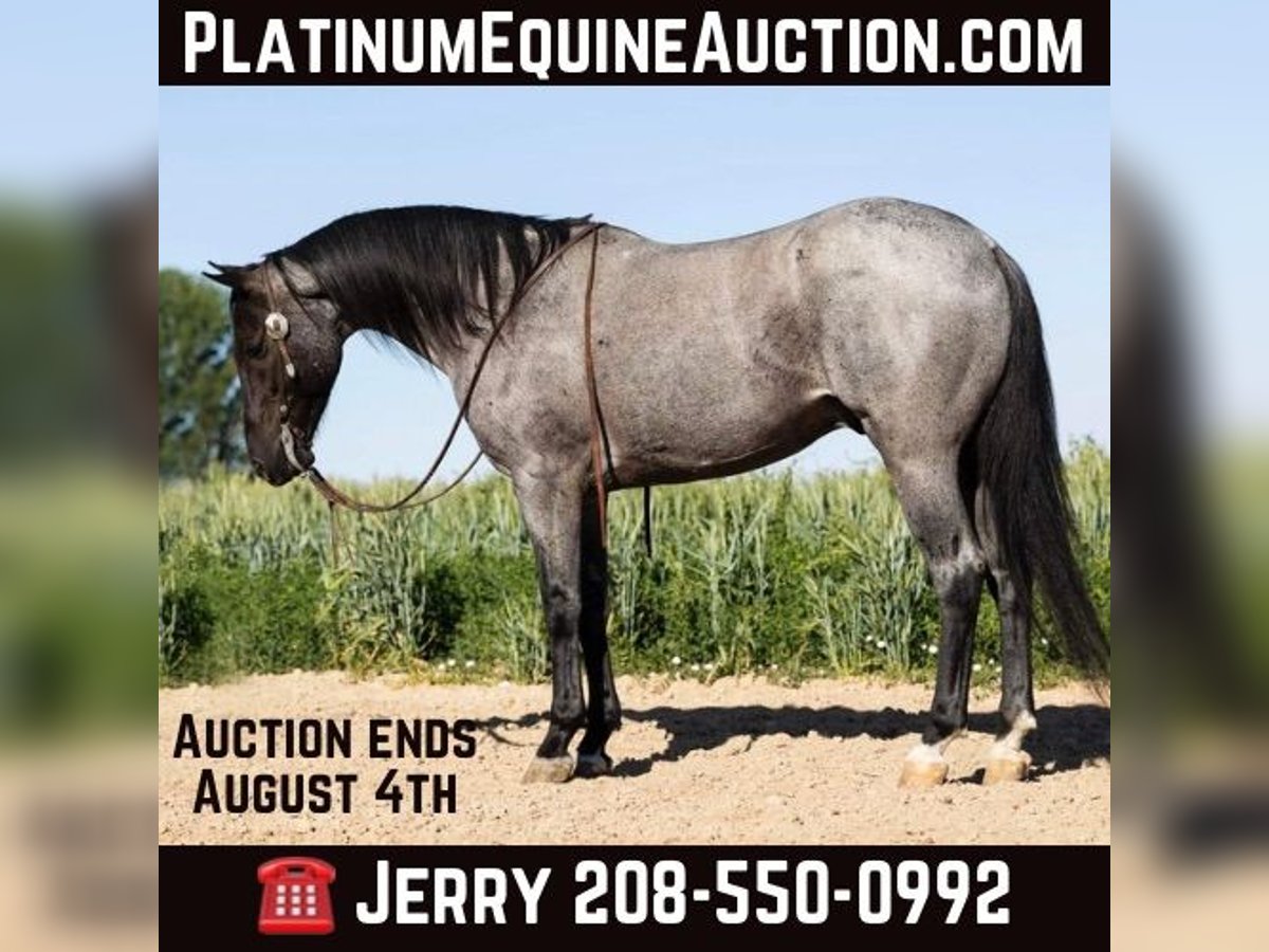 Quarter horse américain Hongre 10 Ans 150 cm Rouan Bleu in Caldwell ID