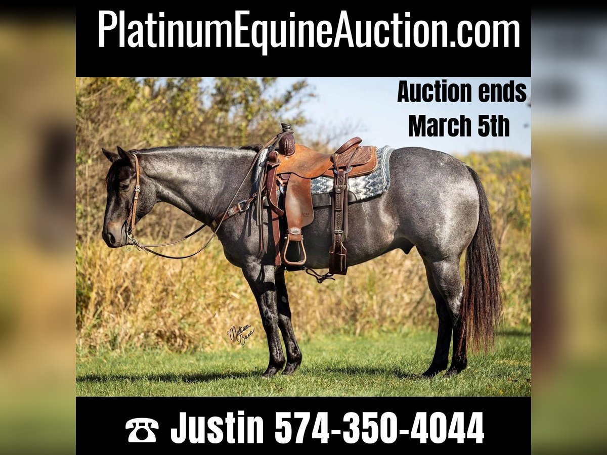 Quarter horse américain Hongre 10 Ans 150 cm Rouan Bleu in River Falls WI