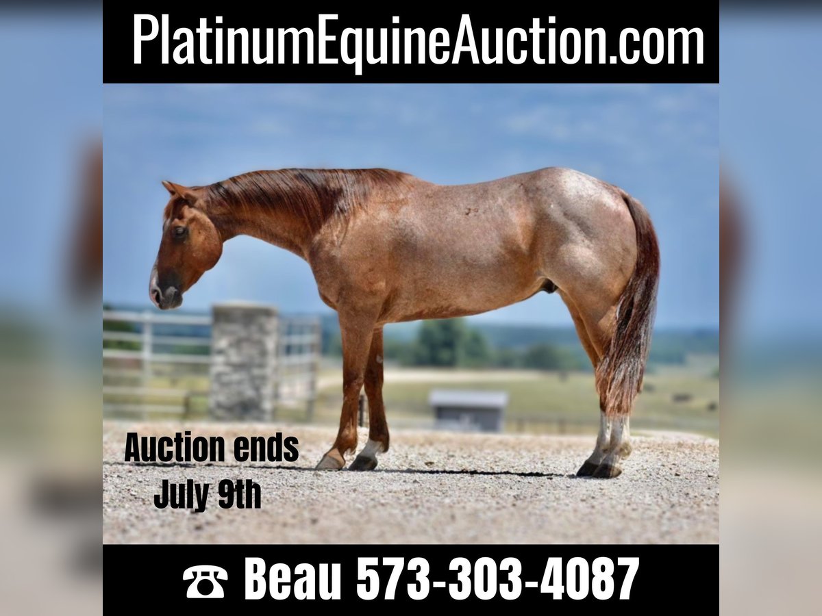 Quarter horse américain Hongre 10 Ans 150 cm Rouan Rouge in Sweet Springs, MO