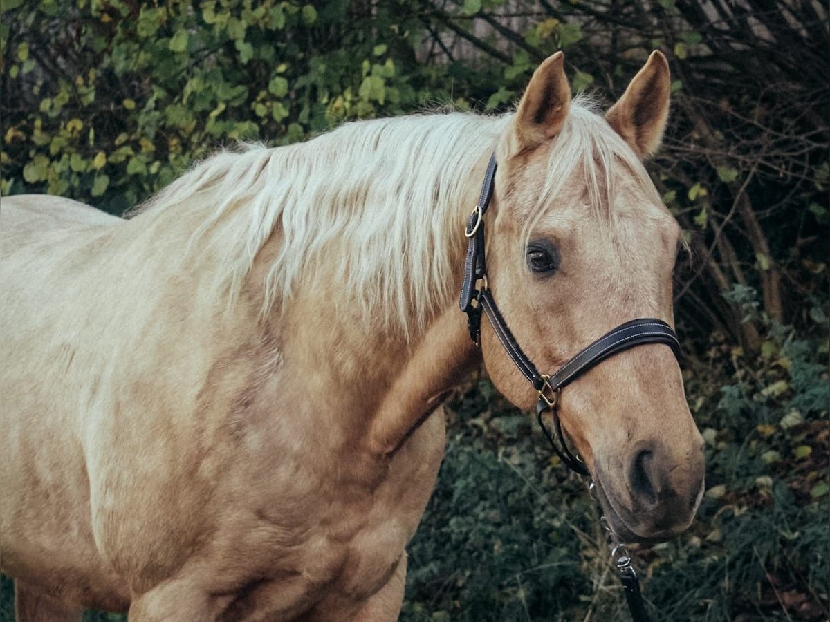 Quarter horse américain Hongre 10 Ans 151 cm Palomino in Haldenwang