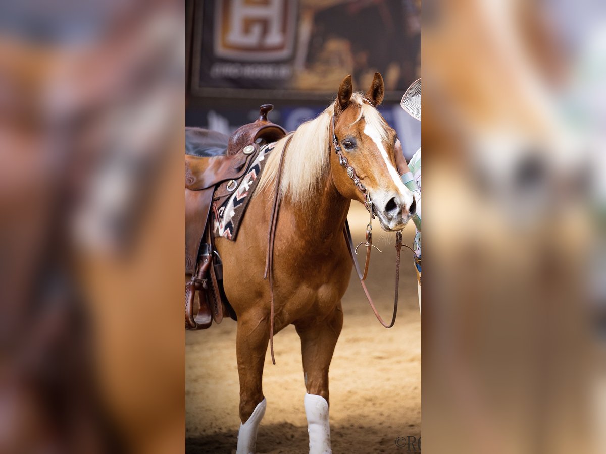 Quarter horse américain Hongre 10 Ans 152 cm Alezan in Rhede