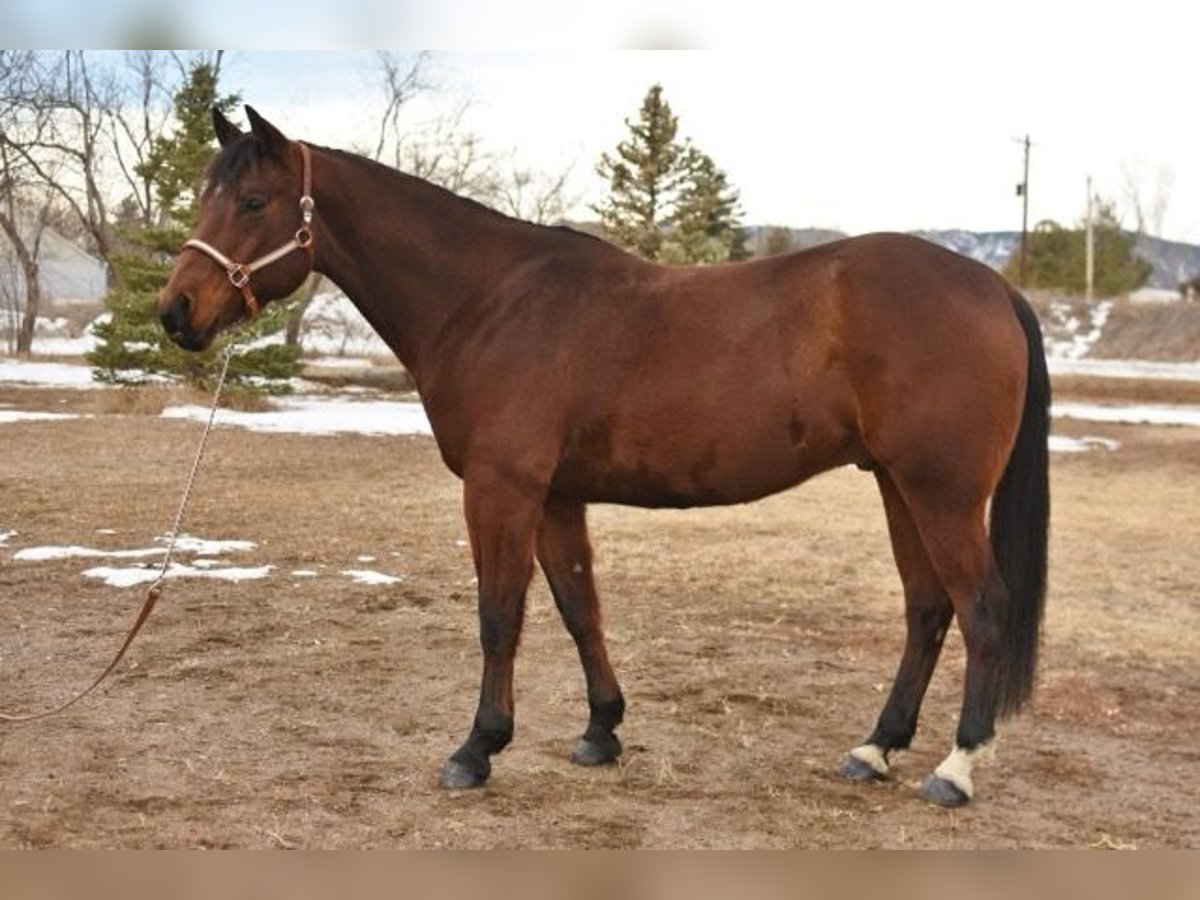 Quarter horse américain Hongre 10 Ans 152 cm Bai cerise in Fort Collins