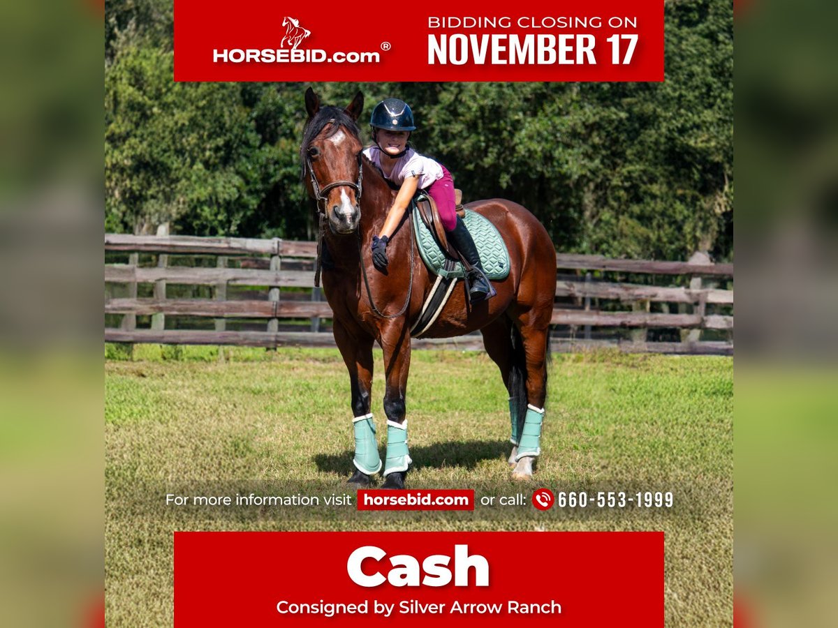 Quarter horse américain Hongre 10 Ans 152 cm Bai cerise in Ocala