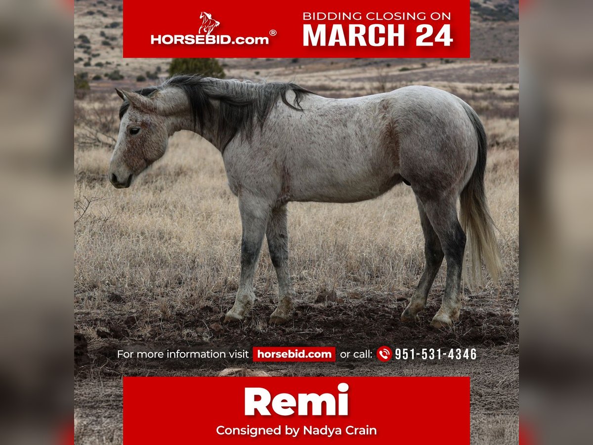 Quarter horse américain Hongre 10 Ans 152 cm Gris in Camp Verde, AZ