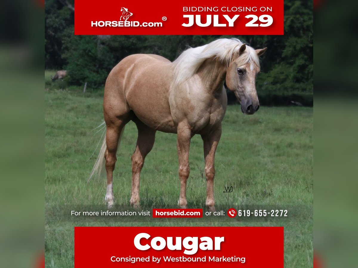 Quarter horse américain Hongre 10 Ans 152 cm Palomino in Carthage, TX