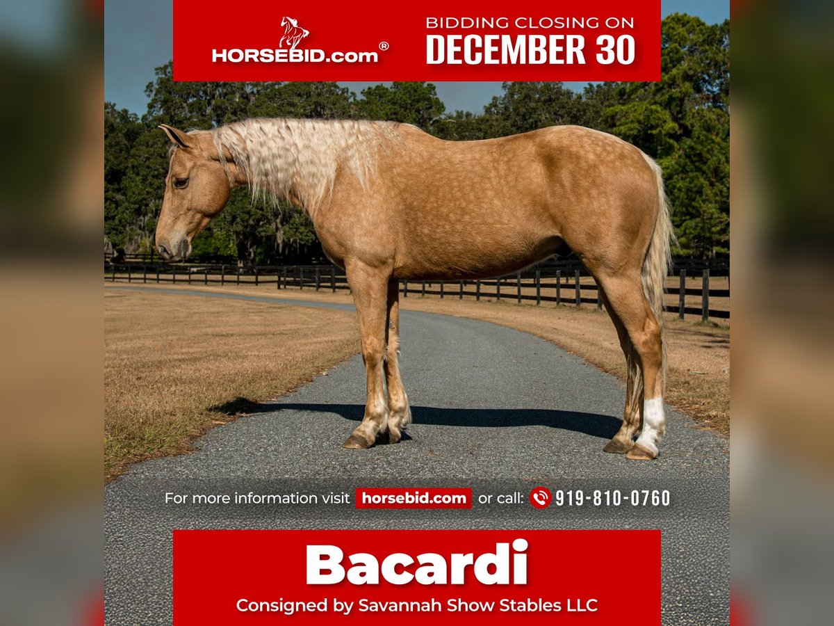 Quarter horse américain Hongre 10 Ans 152 cm Palomino in Ocala, FL