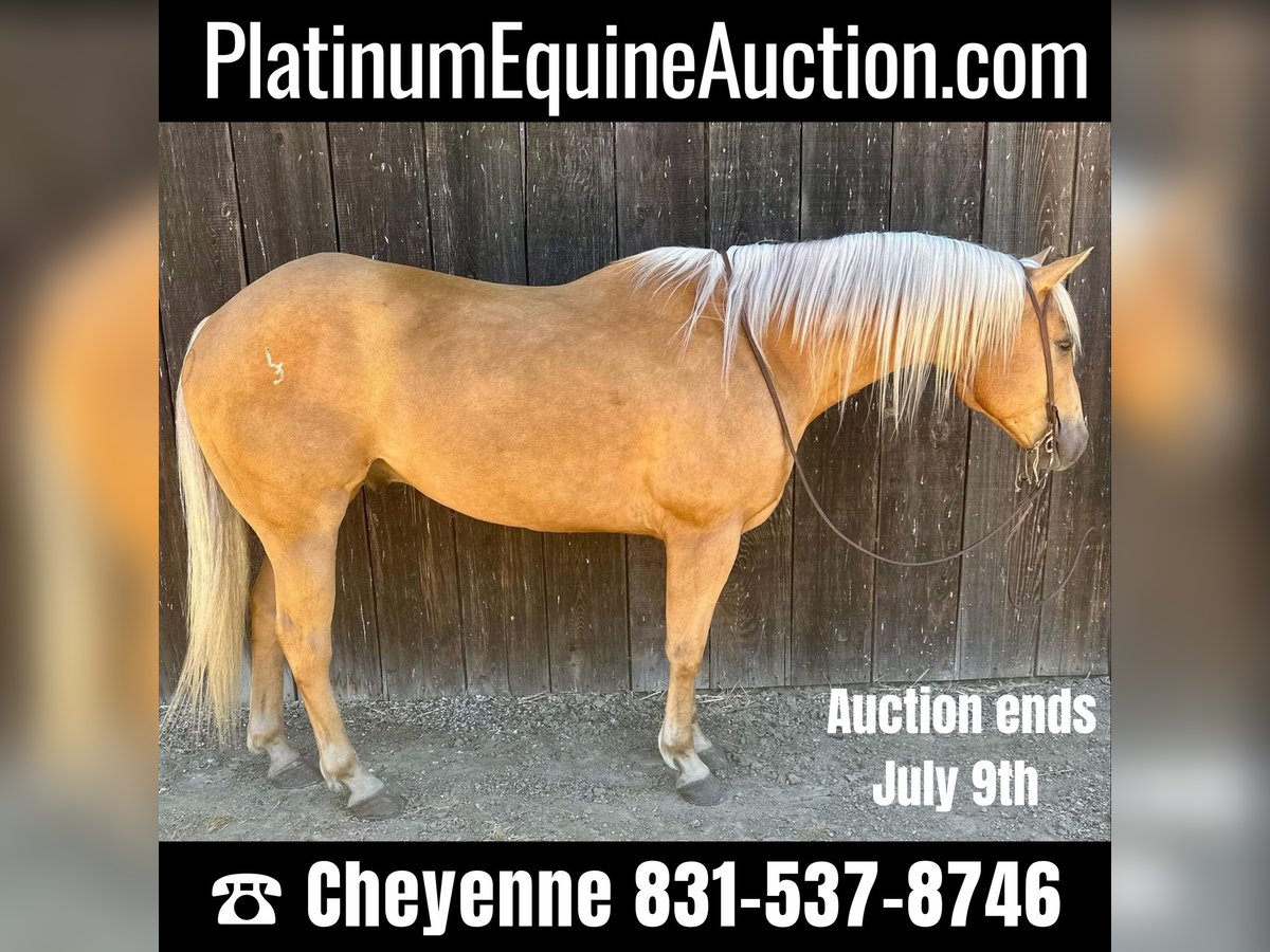 Quarter horse américain Hongre 10 Ans 152 cm Palomino in King City CA