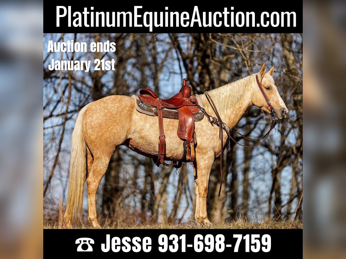 Quarter horse américain Hongre 10 Ans 152 cm Palomino in Santa Fe TN