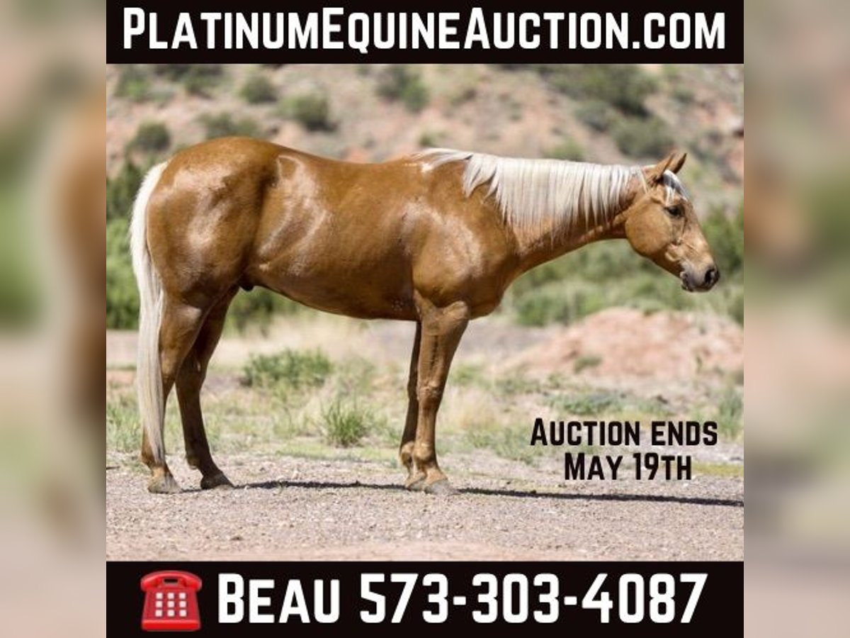 Quarter horse américain Hongre 10 Ans 152 cm Palomino in Sweet Springs MO