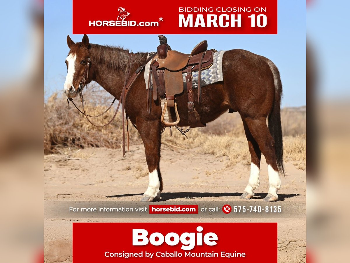 Quarter horse américain Hongre 10 Ans 152 cm Rouan Rouge in Caballo, NM