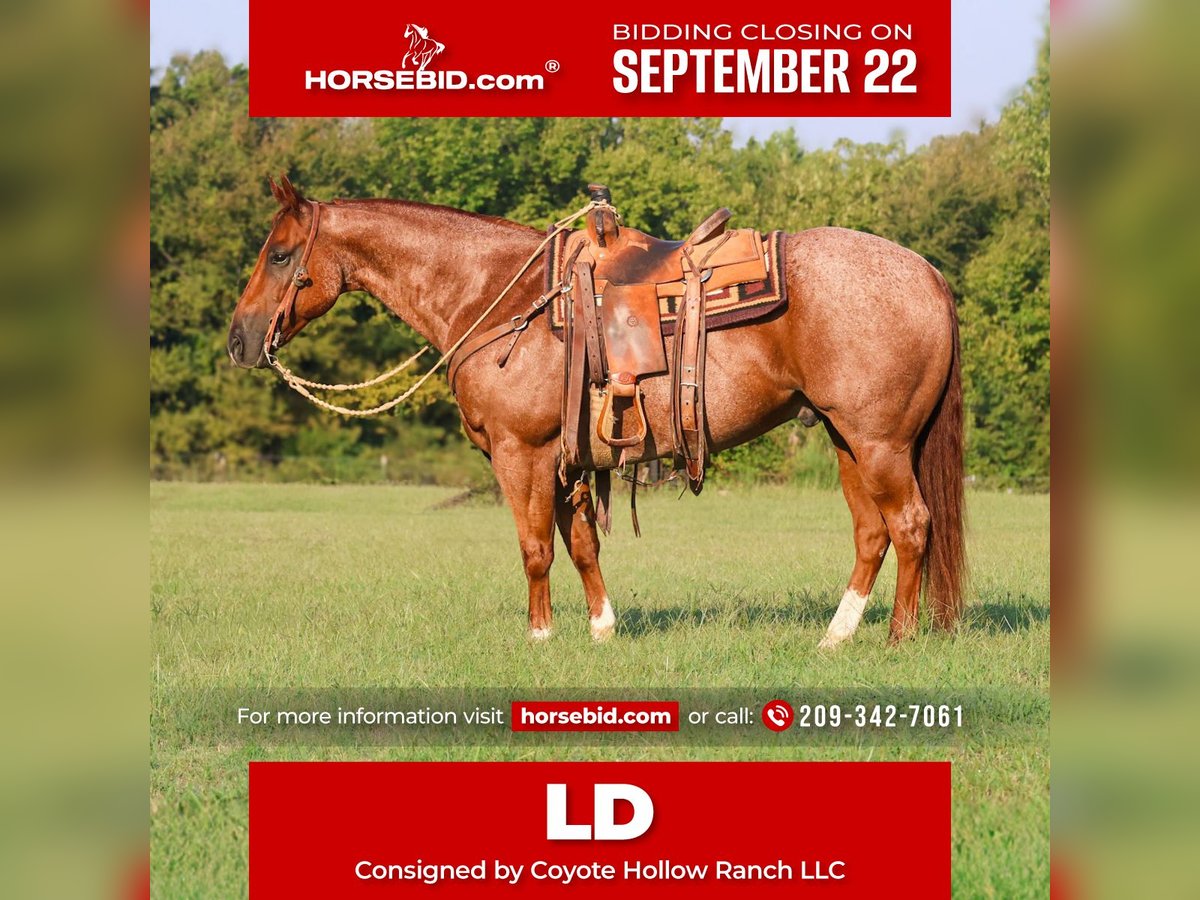 Quarter horse américain Hongre 10 Ans 152 cm Rouan Rouge in Mount Vernon, TX