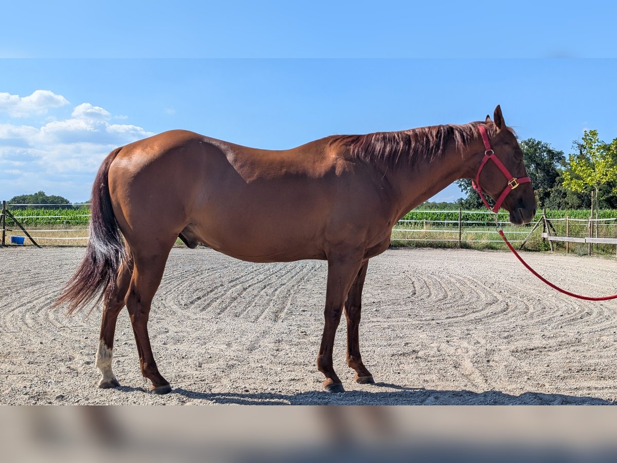 Quarter horse américain Hongre 10 Ans 153 cm Alezan in Eimeldingen