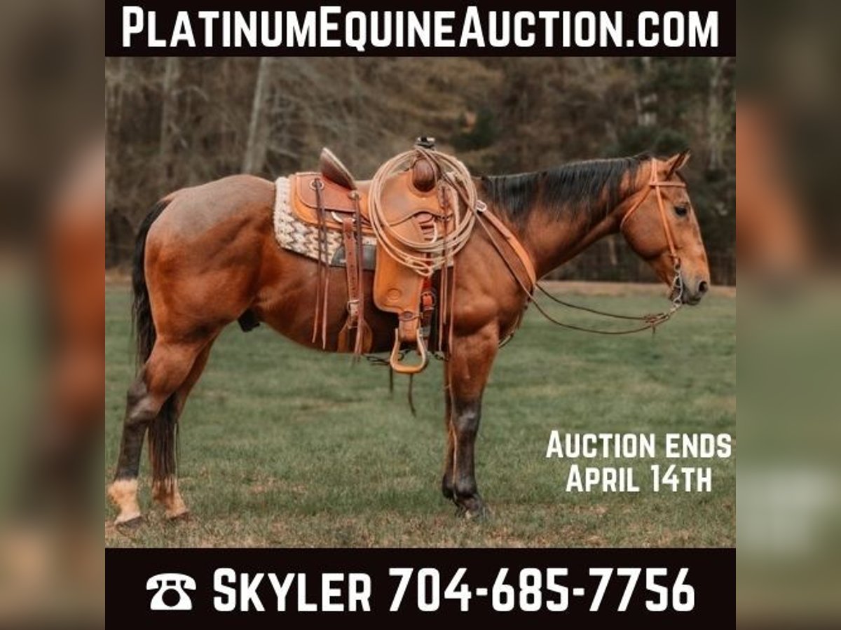 Quarter horse américain Hongre 10 Ans 155 cm Bai cerise in CHERRYVILLE, NC