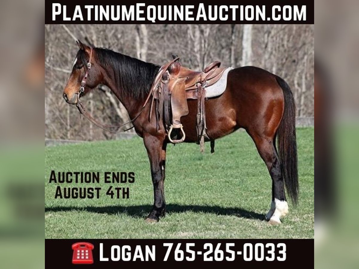 Quarter horse américain Hongre 10 Ans 155 cm Bai cerise in Level Green KY