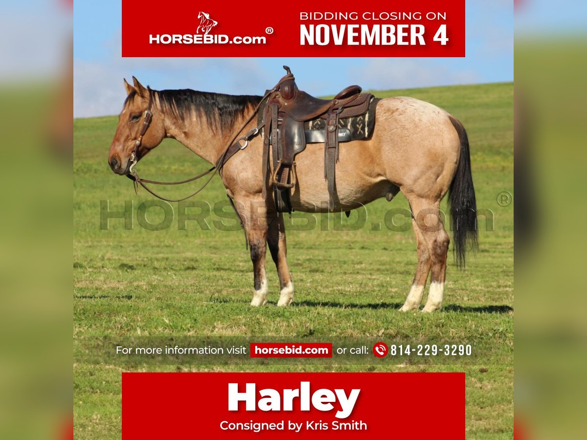 Quarter horse américain Hongre 10 Ans 155 cm Buckskin in Clarion, PA