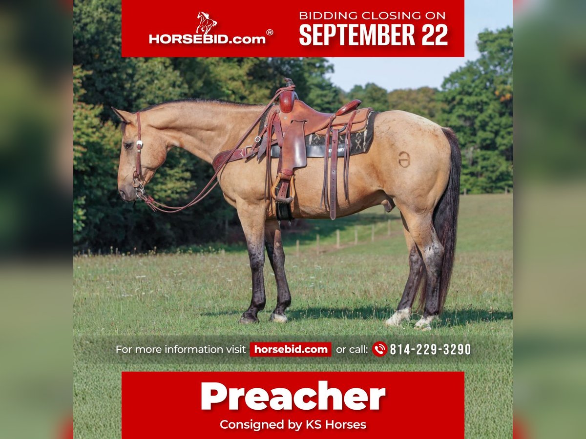 Quarter horse américain Hongre 10 Ans 155 cm Buckskin in Clarion