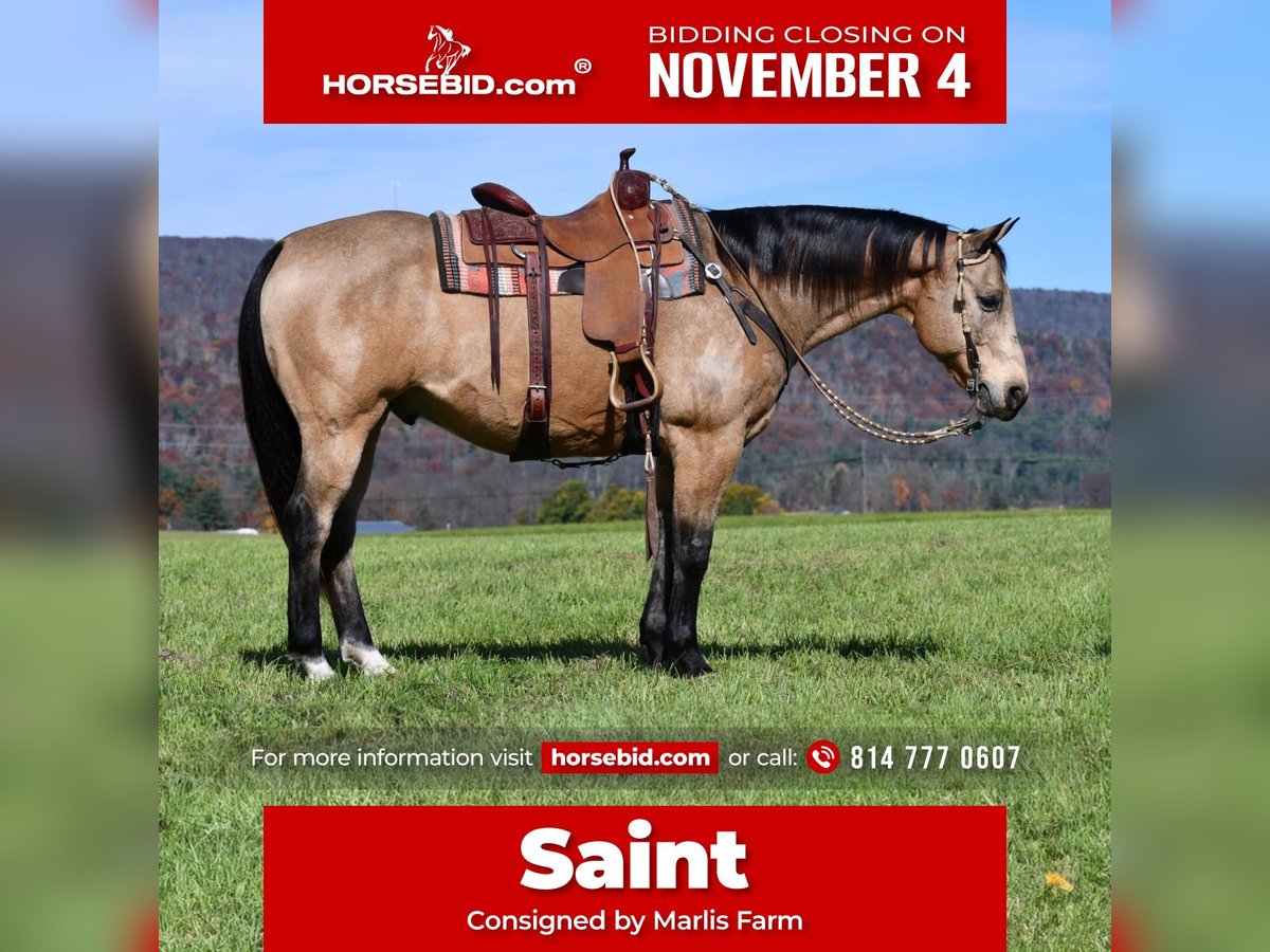 Quarter horse américain Hongre 10 Ans 155 cm Buckskin in Rebersburg, PA