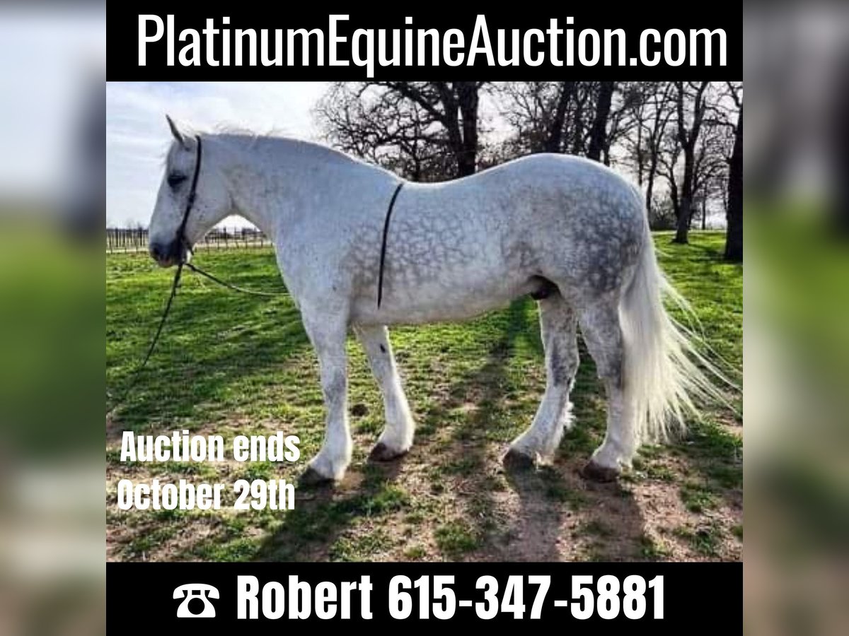 Quarter horse américain Hongre 10 Ans 155 cm Gris pommelé in White Bluff, TN