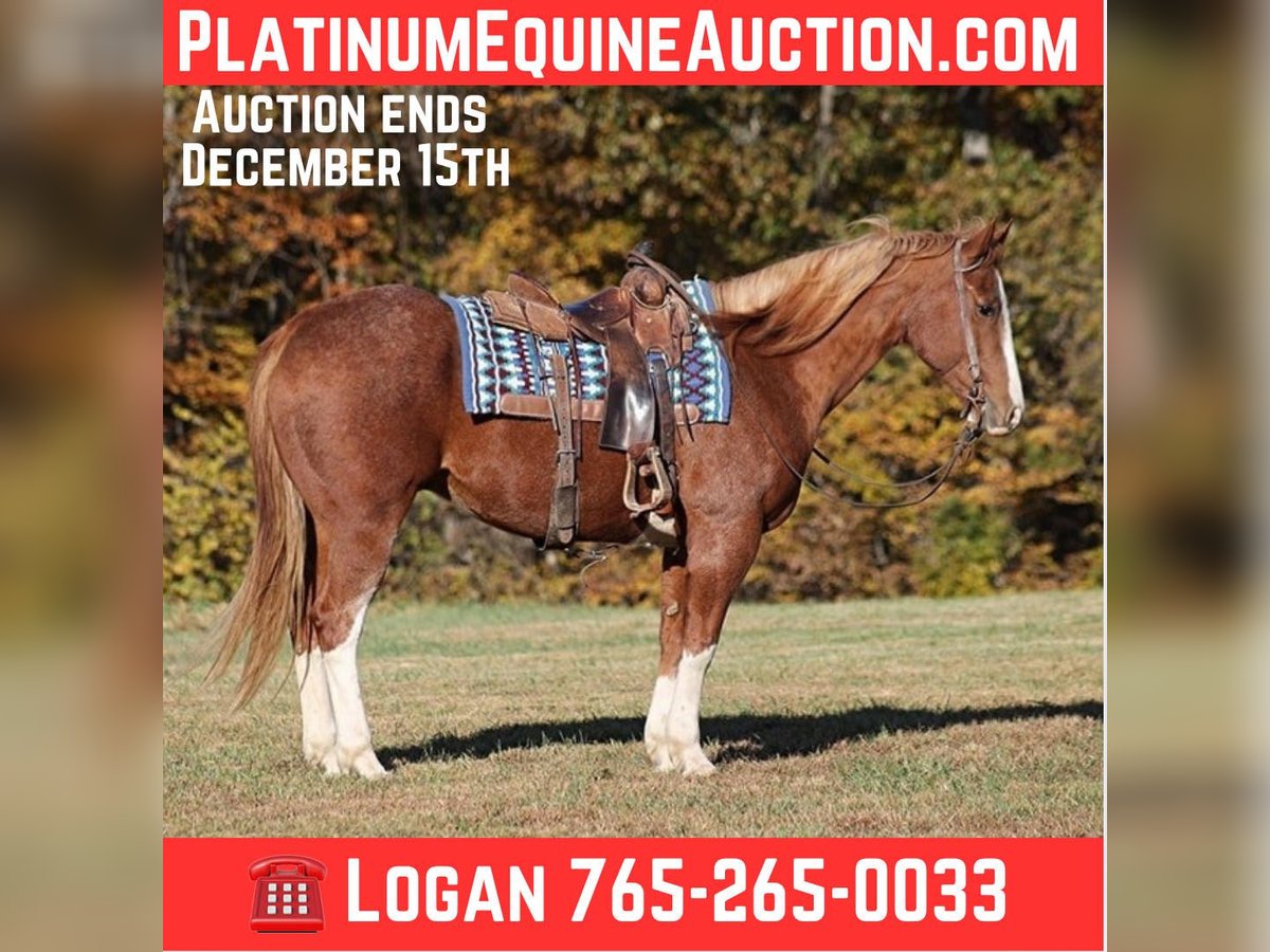 Quarter horse américain Hongre 10 Ans 155 cm Rouan Rouge in Level Green KY