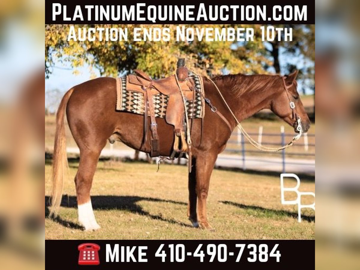 Quarter horse américain Hongre 10 Ans 157 cm Alezan brûlé in Mountain Grove MO