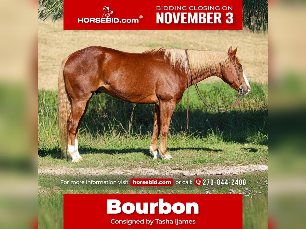 Quarter horse américain Hongre 10 Ans 157 cm Alezan cuivré in Henderson