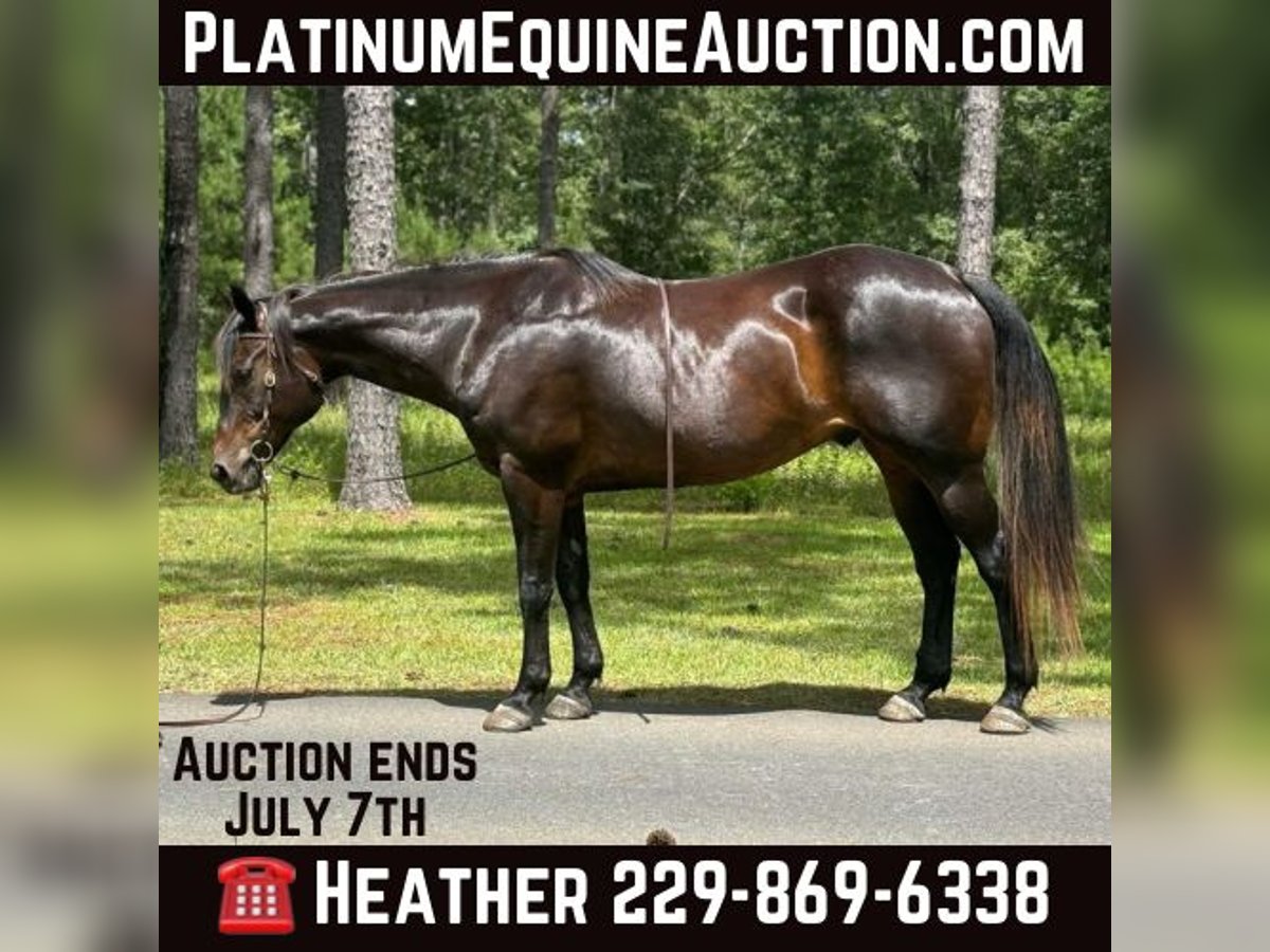 Quarter horse américain Hongre 10 Ans 157 cm Bai cerise in Dawson GA