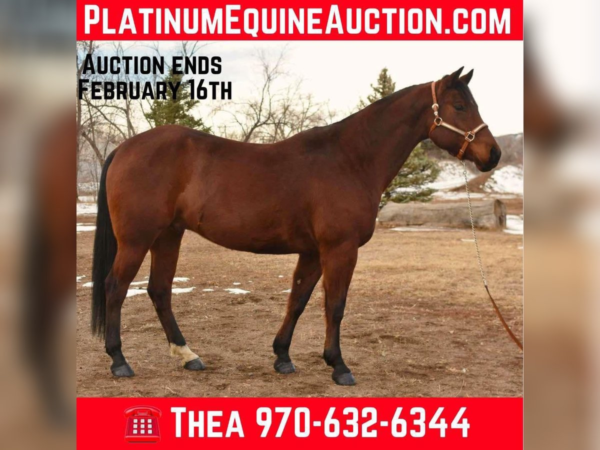 Quarter horse américain Hongre 10 Ans 157 cm Bai cerise in Fort Collins, CO