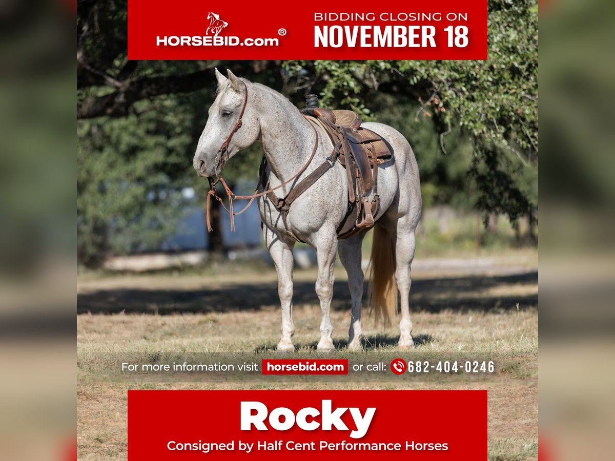 Quarter horse américain Hongre 10 Ans 157 cm Gris in Bridgeport, TX